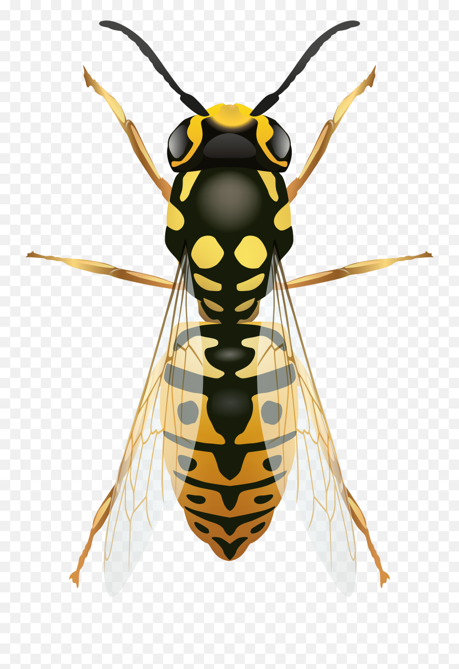 Free Clip Art - Png Wasp Emoji,Hornet Clipart