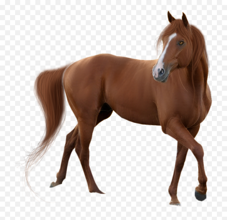 Download Horse Transparent Background - Horse Animal White Background Emoji,Horse Png