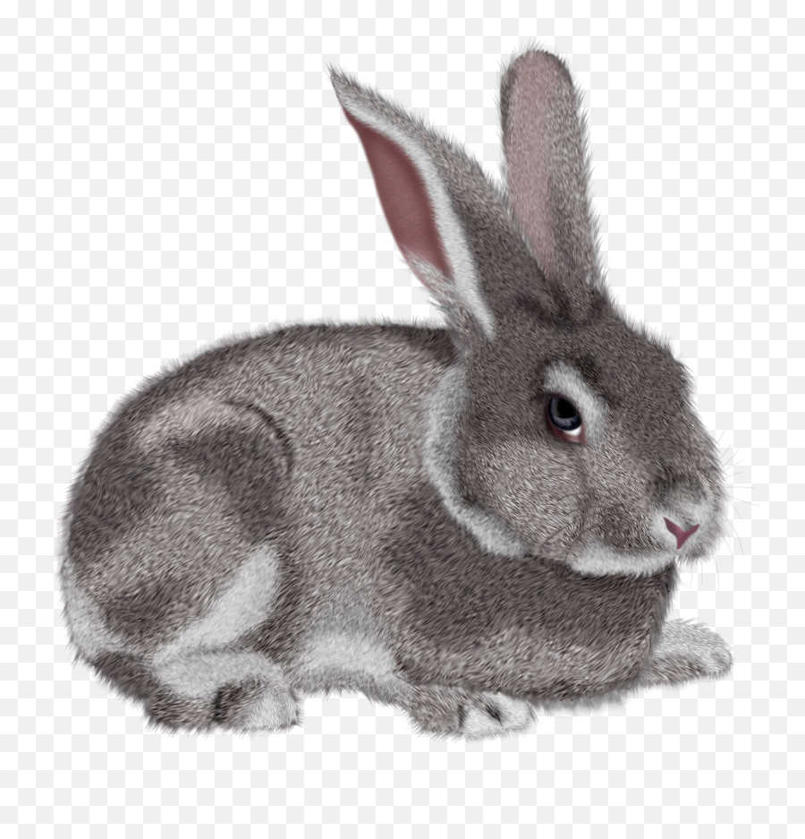Rabbit Bunny Clipart Black And White - Rabbit Png Clipart Emoji,Bunny Clipart Black And White