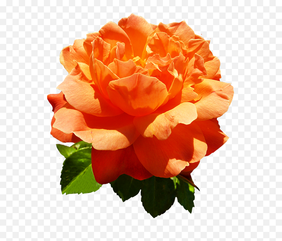 Orange Rose Flowers Png Emoji,Orange Flowers Png