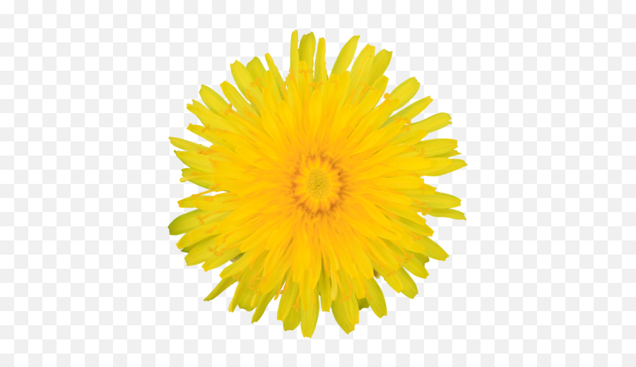 Yellow Dandelion Png Free Download - Yellow Dandelion Png Emoji,Dandelion Clipart