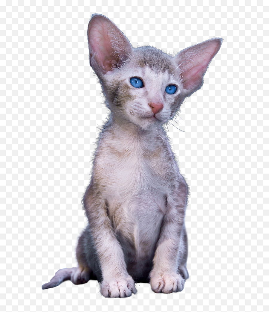 Cat Kitten Cute - Minskin Emoji,Cat Ears Png