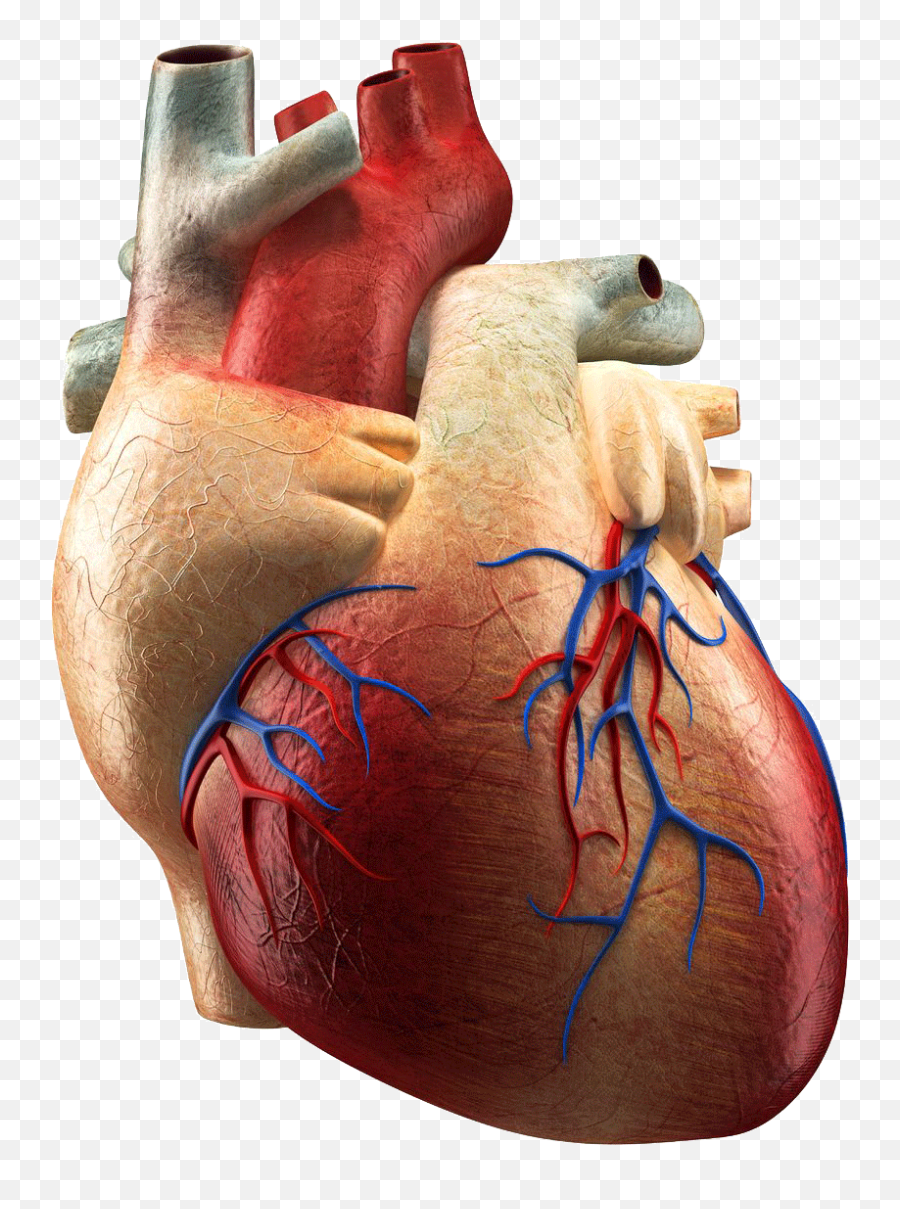 Cardiac Png 4 Png Image 1234283 - Png Images Pngio Man Heart Images Png Emoji,Real Heart Png