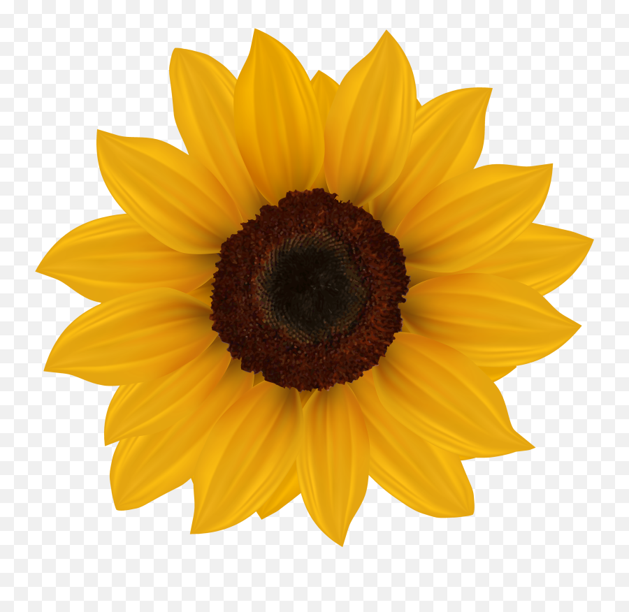 Sunflower Png Clipart Image - Clip Art Sunflower Png Emoji,Sunflowers Png