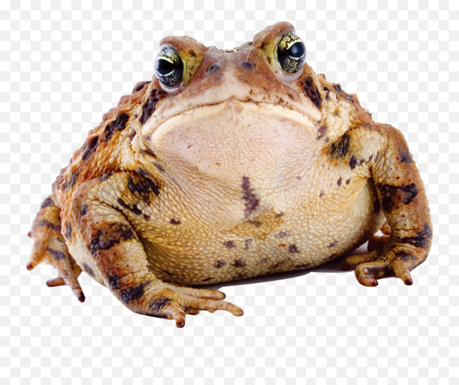 Frog Download Transparent Png Image - Frog Transparent Background Emoji,Frog Png