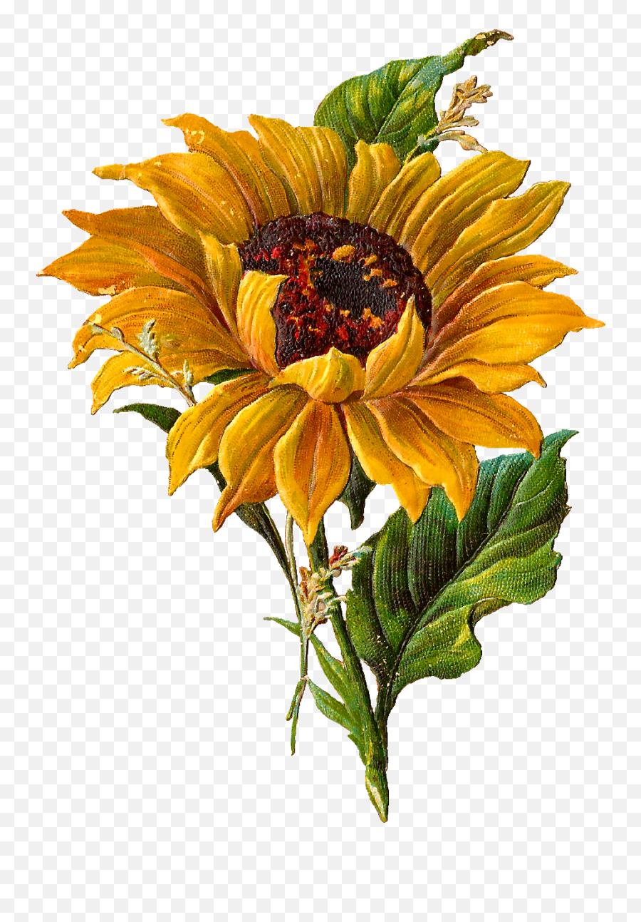 Sunflower Artwork Sunflower Illustration Sunflower Painting Emoji,Watercolor Sunflower Png