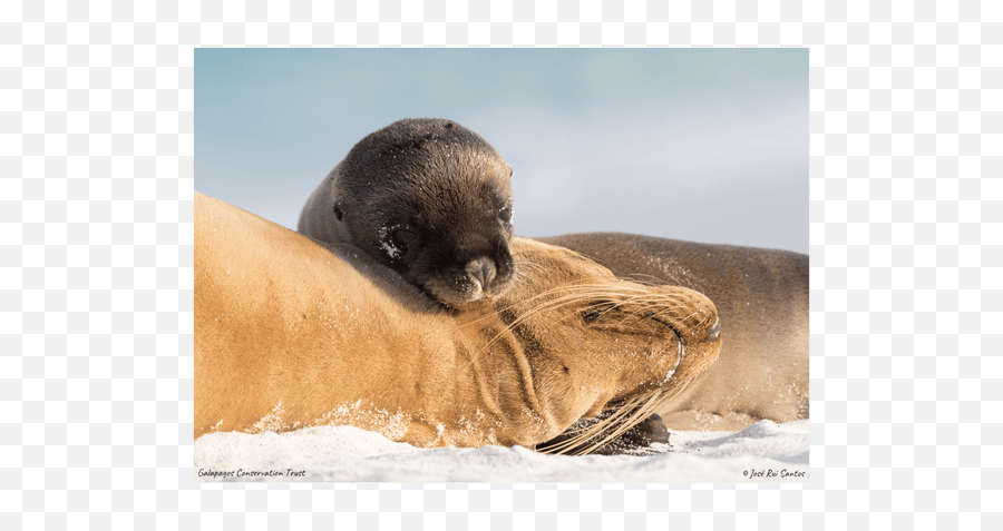 Galapagos Photography Emoji,Sea Lion Png