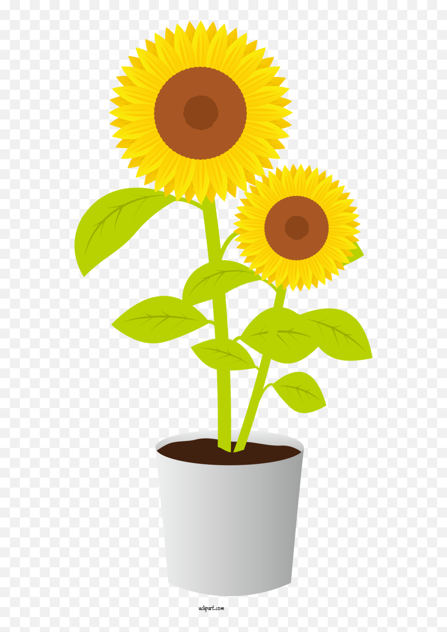 Flowers Common Sunflower Flowerpot Jpeg Emoji,Sunflower Transparent
