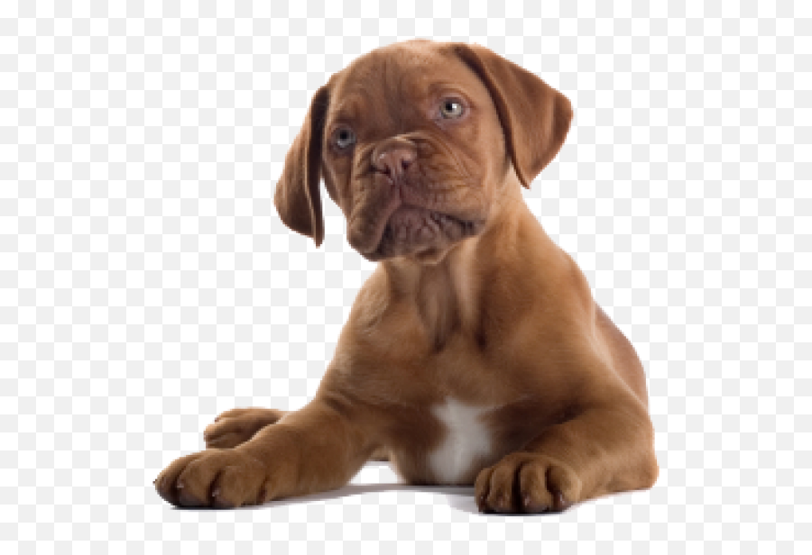 Dog Clipart Png - Free Dog Png Photos Download Emoji,Dog Clipart