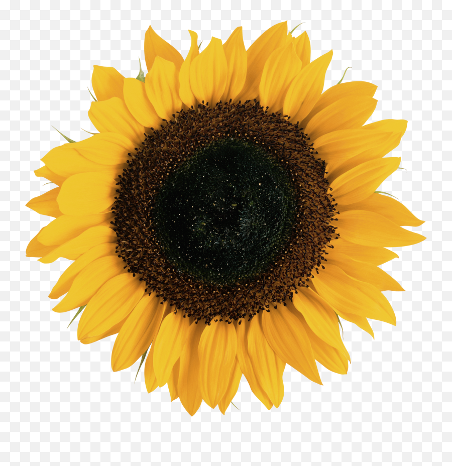 Sunflower Png - Sunflower Png Emoji,Sunflowers Png