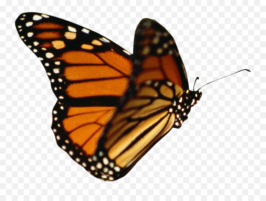 Download Hd Butterflies Clipart Realistic - Monarch Butterfly Jpg Emoji,Butterfly Transparent