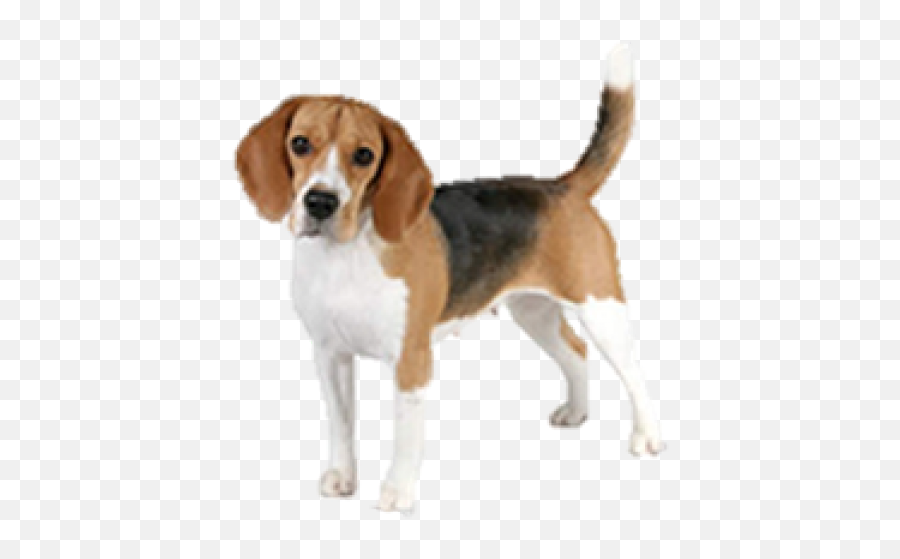 Beagle Dog Transparent Png Image - Beagle Dog Emoji,Dog Clipart Transparent Background