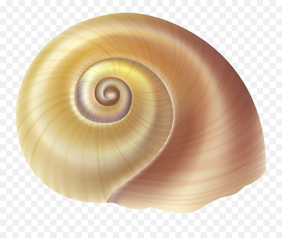 Seashell Png - Sea Snail Snail Shell Png Emoji,Shell Clipart