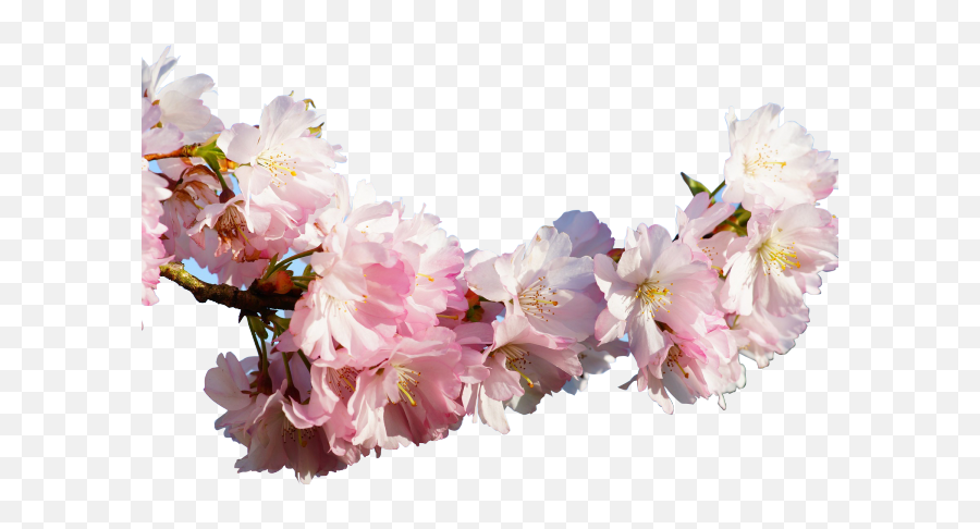 Sakura Blossom Clipart Apricot - Japanese Real Cherry Cherry Blossom Transparent Real Emoji,Cherry Blossom Clipart