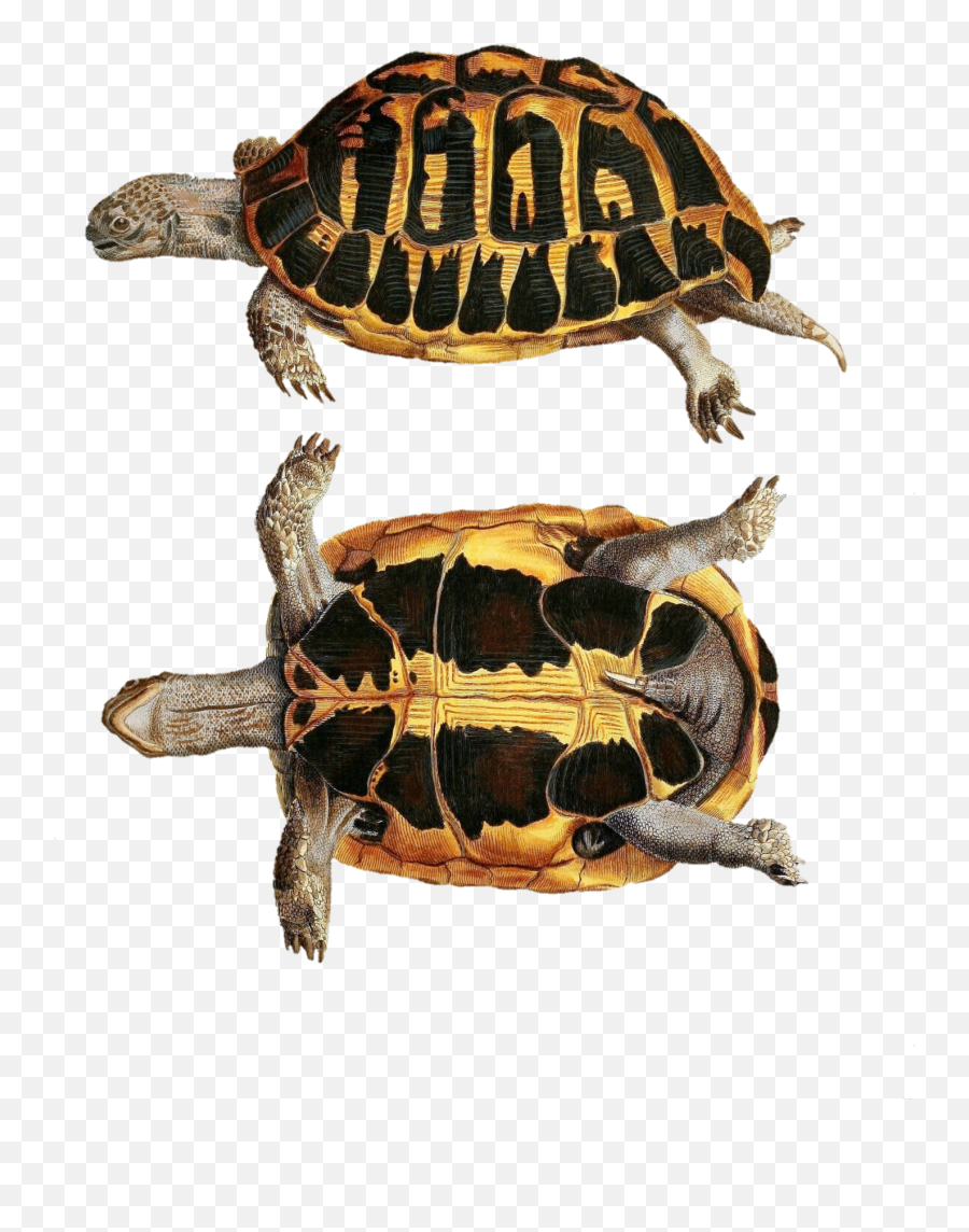 Turtles Art Vintage Clipart Free Stock - Deyrolle Tortue Emoji,Vintage Clipart