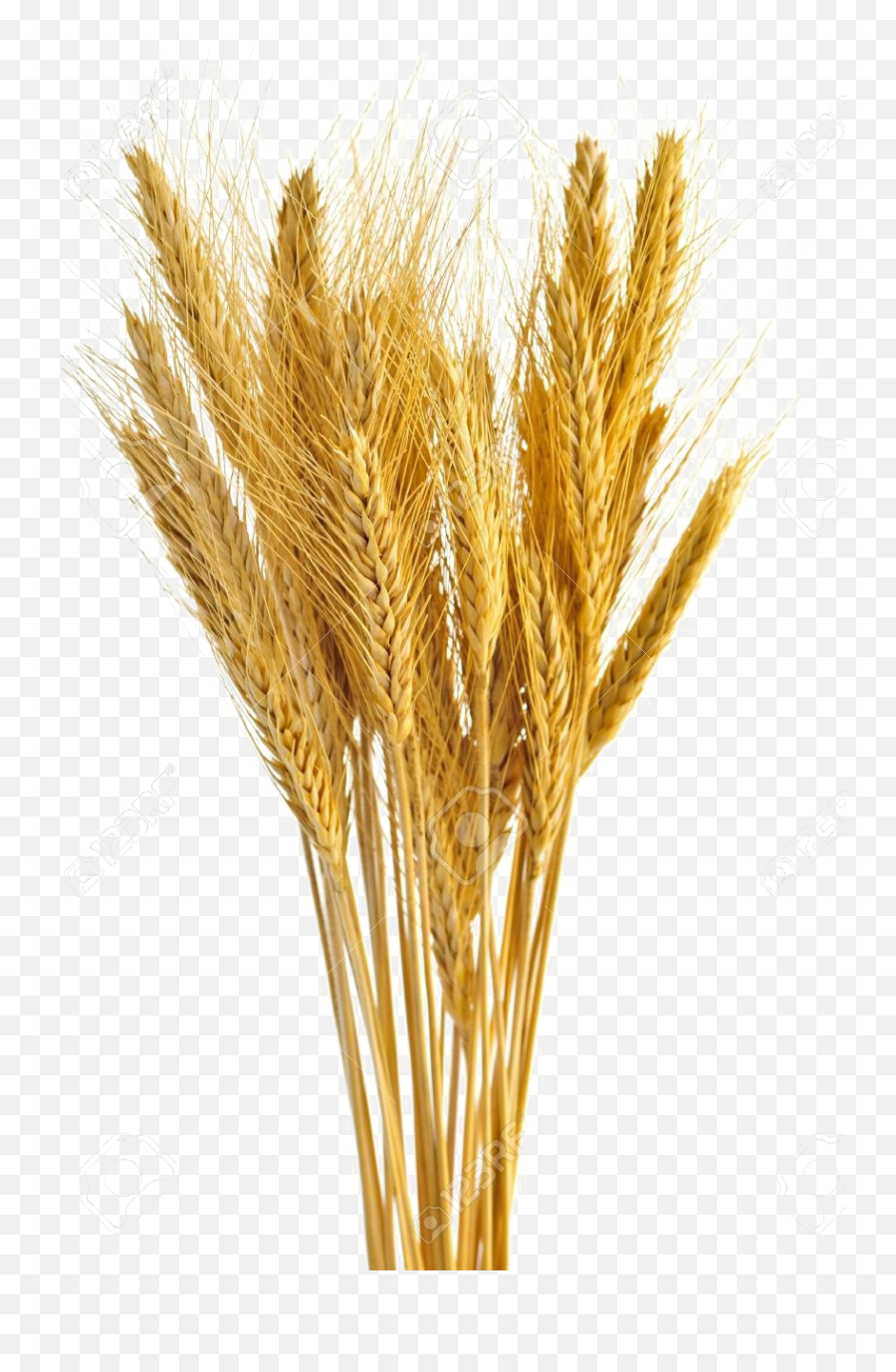Wheat Transparent - Transparent Wheat Stalk Png Emoji,Wheat Png