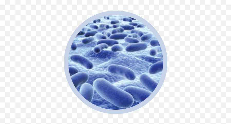 Bacteria Png Transparent Image Png Arts - Transparent Bacteria Png Emoji,Bacteria Clipart