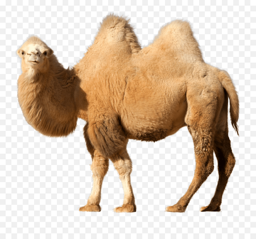 Camel - Camel Png Transparent Emoji,Camel Logo
