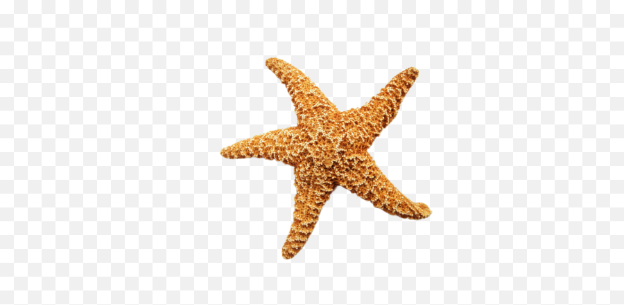 Free Transparent Sea Star Png Images Download Purepng - Transparent Starfish Emoji,Star Transparent
