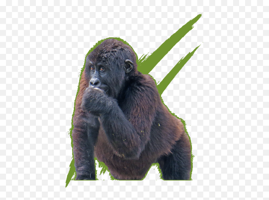 Pinga - Gorilla Shamavu Emoji,Gorilla Group Logo