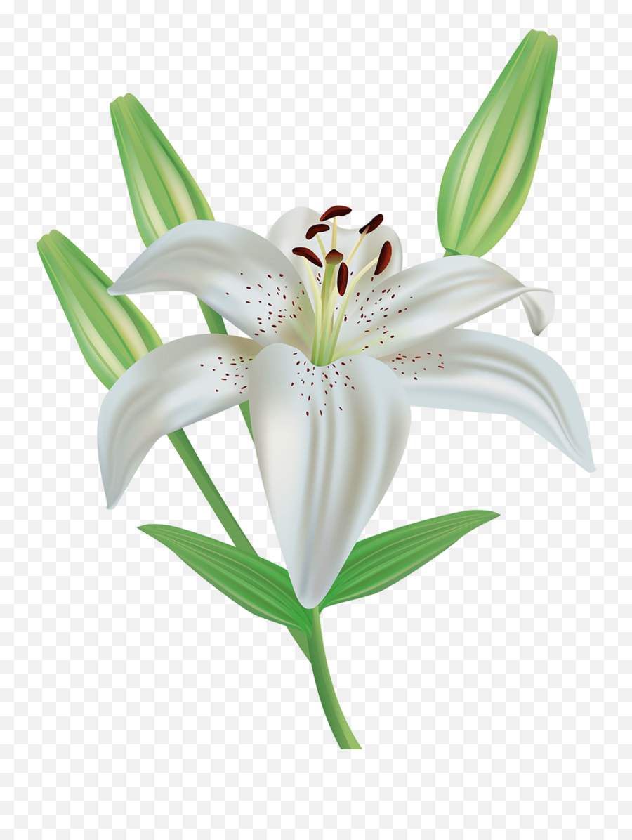 Lily Flower Clipart Image Gallery - Star Gazer Lilly Clipart Emoji,Easter Lily Clipart
