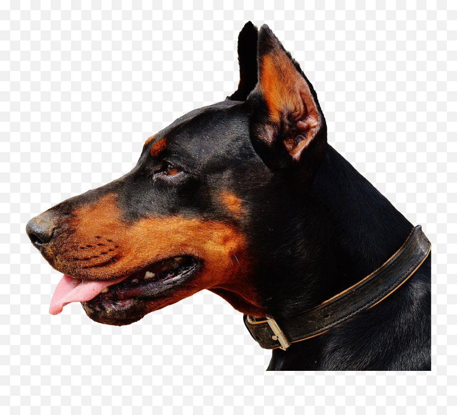Doberman Dog Png Transparent Image - Doberman Dog Png Emoji,Dog Png
