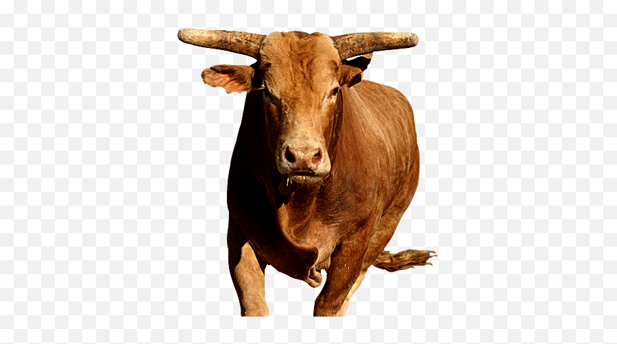Bull Png - Bull Transparent Emoji,Bull Png