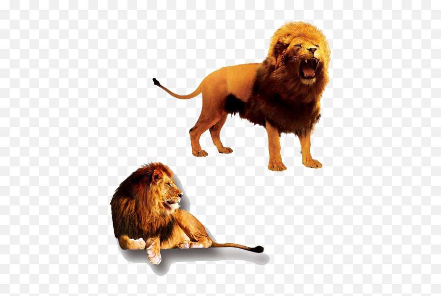 The Lion King Png Clipart Png All Emoji,Lion King Png