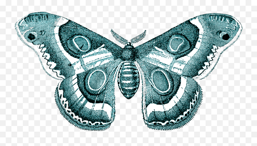 Butterfly Png - Moth Transparent Png Vintage Butterfly Butterfly Moth Transparent Background Emoji,Butterfly Transparent
