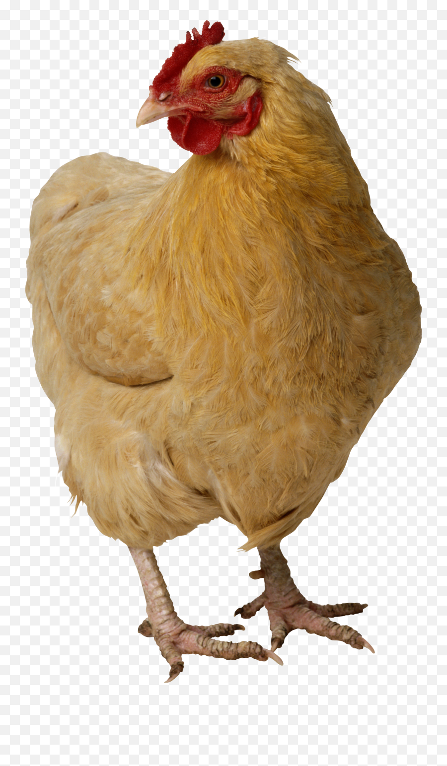 Chicken Png Image - Chicken Pet Emoji,Chicken Png
