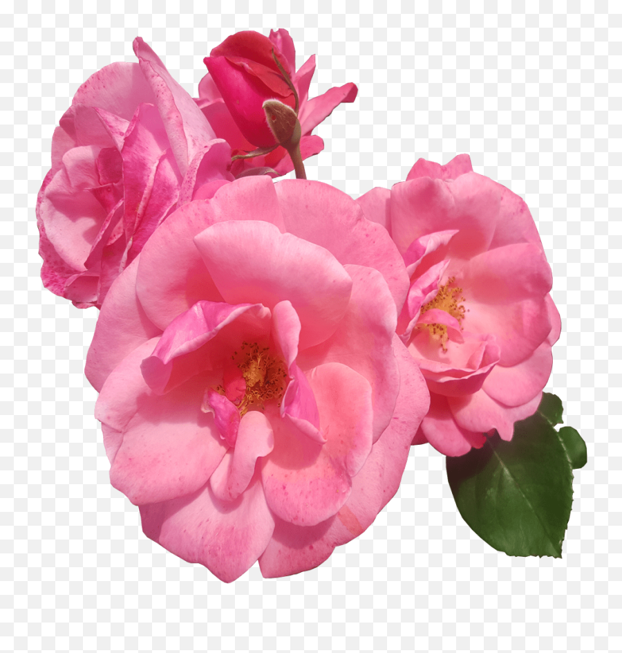 Pink Roses Transparent Background - Pink Roses Transparent Background Flowers Emoji,Flower Transparent