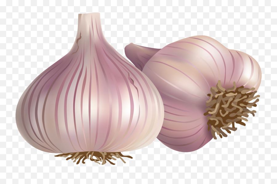 Clipart Library Black Garlic Condiment Hand Painted - Onion Garlic Png Vector Png Emoji,Garlic Clipart