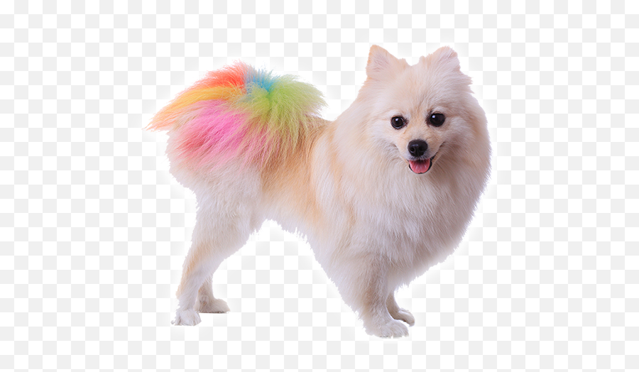 Pomeranian Poodle Puppy Dog Grooming Stock Photography - Pomeranian Tail Emoji,Pomeranian Clipart