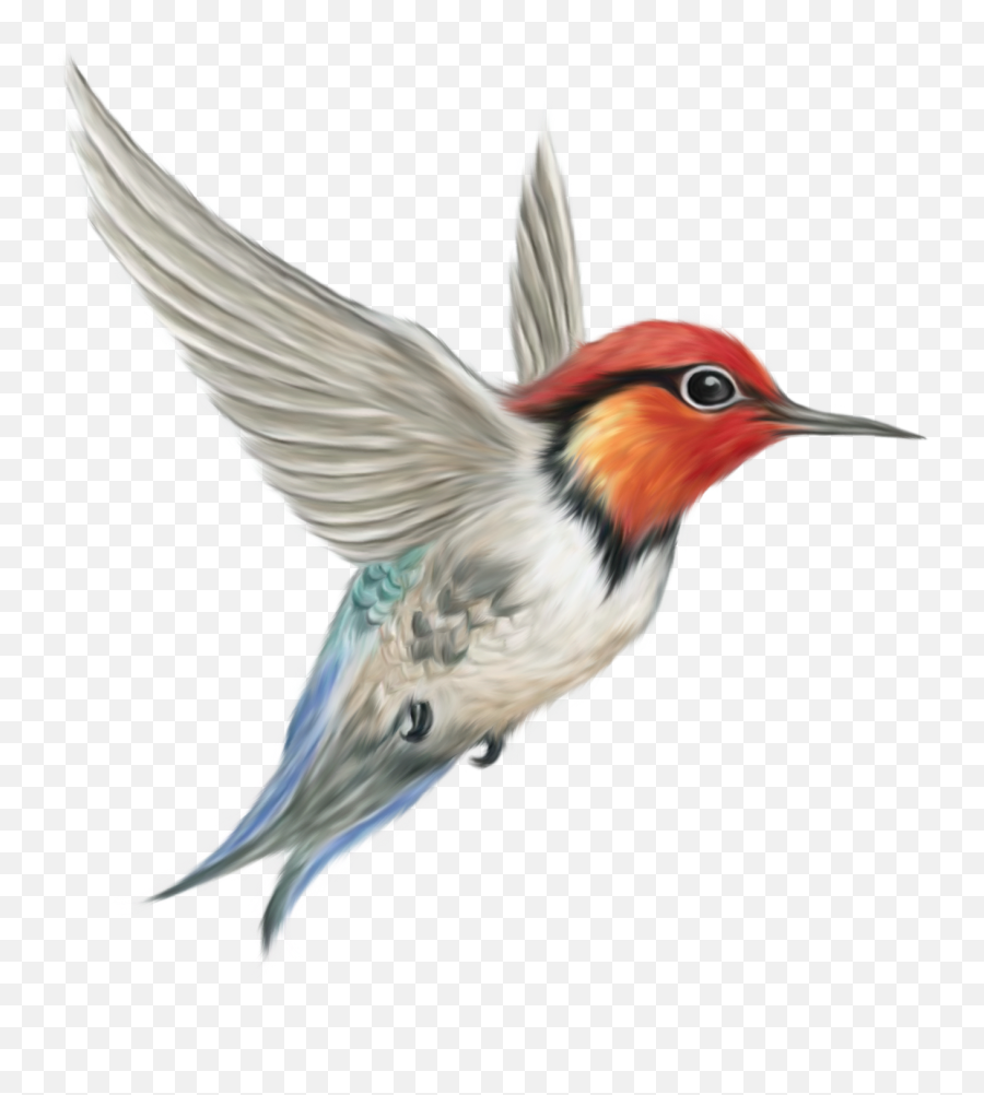 Download Bird Free Png Transparent Image And Clipart - Transparent Background Bird Transparent Emoji,Nature Png