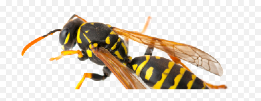 Wasps Knox Pest Control Emoji,Hornet Png