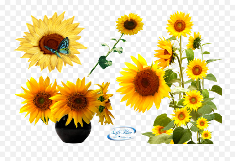 Sunflower Transparent Background Png - Transparent Background Sunflower Stems Emoji,Sunflower Transparent