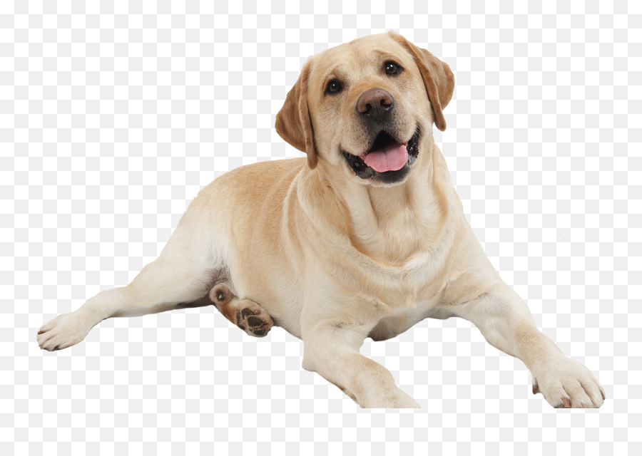 Dog Png Image Dogs Puppy Pictures - Dog Png Emoji,Dog Png
