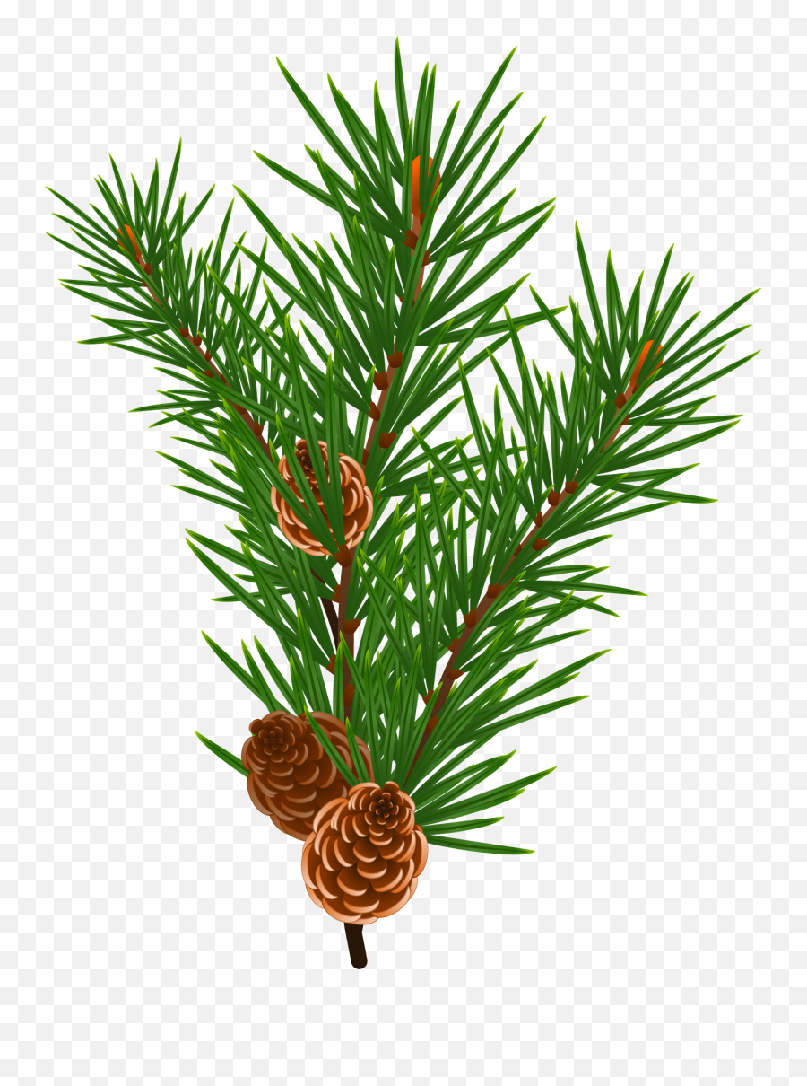 Pine Branch With Pine Cones Clipart - Transparent Christmas Tree Branch Clipart Emoji,Pine Cone Clipart