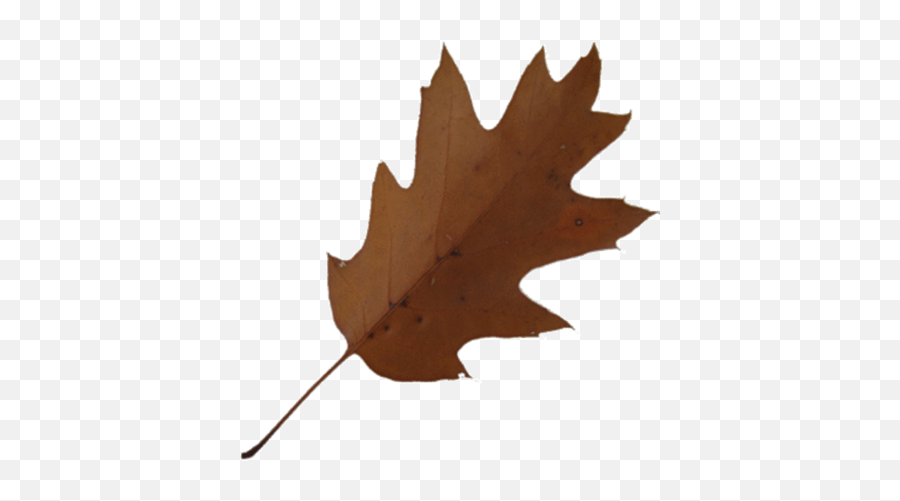 Brown Maple Leaf Clip Art At Clker - Brown Leaf 420x420 Emoji,Maple Leaves Clipart