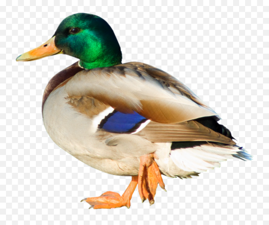 Duck Png Clipart - Photo 947 Free Png Download Image Emoji,Ducklings Clipart