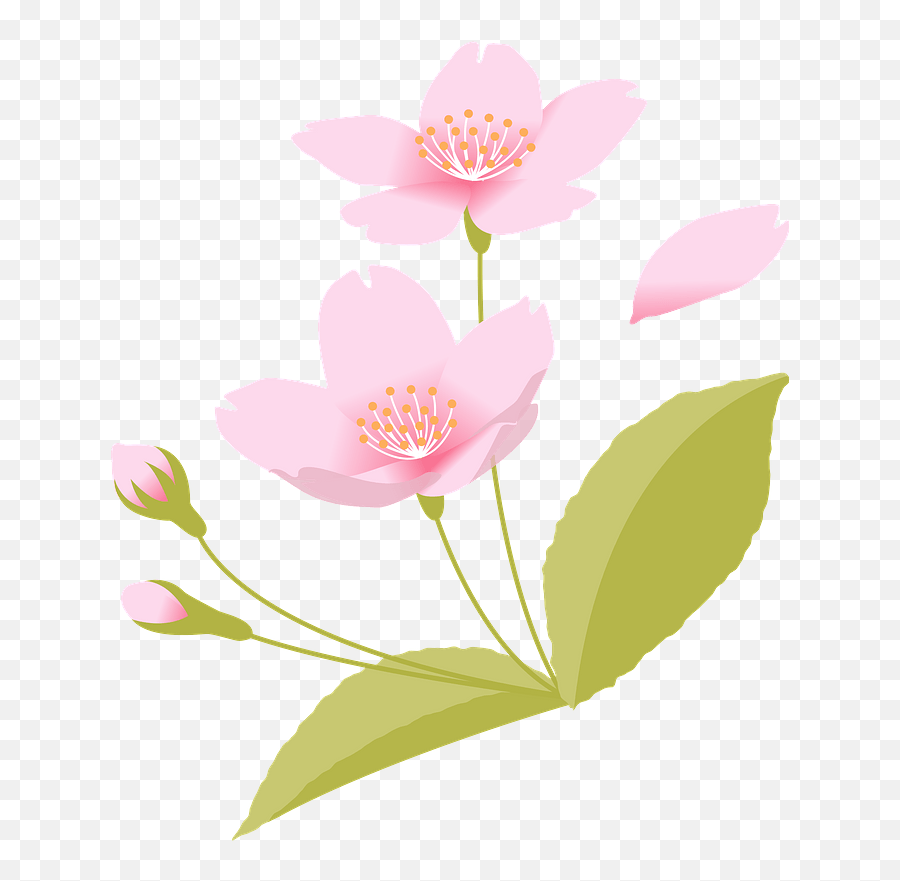 Cherry Blossoms Clipart Free Download Transparent Png Emoji,Cherry Blossom Clipart