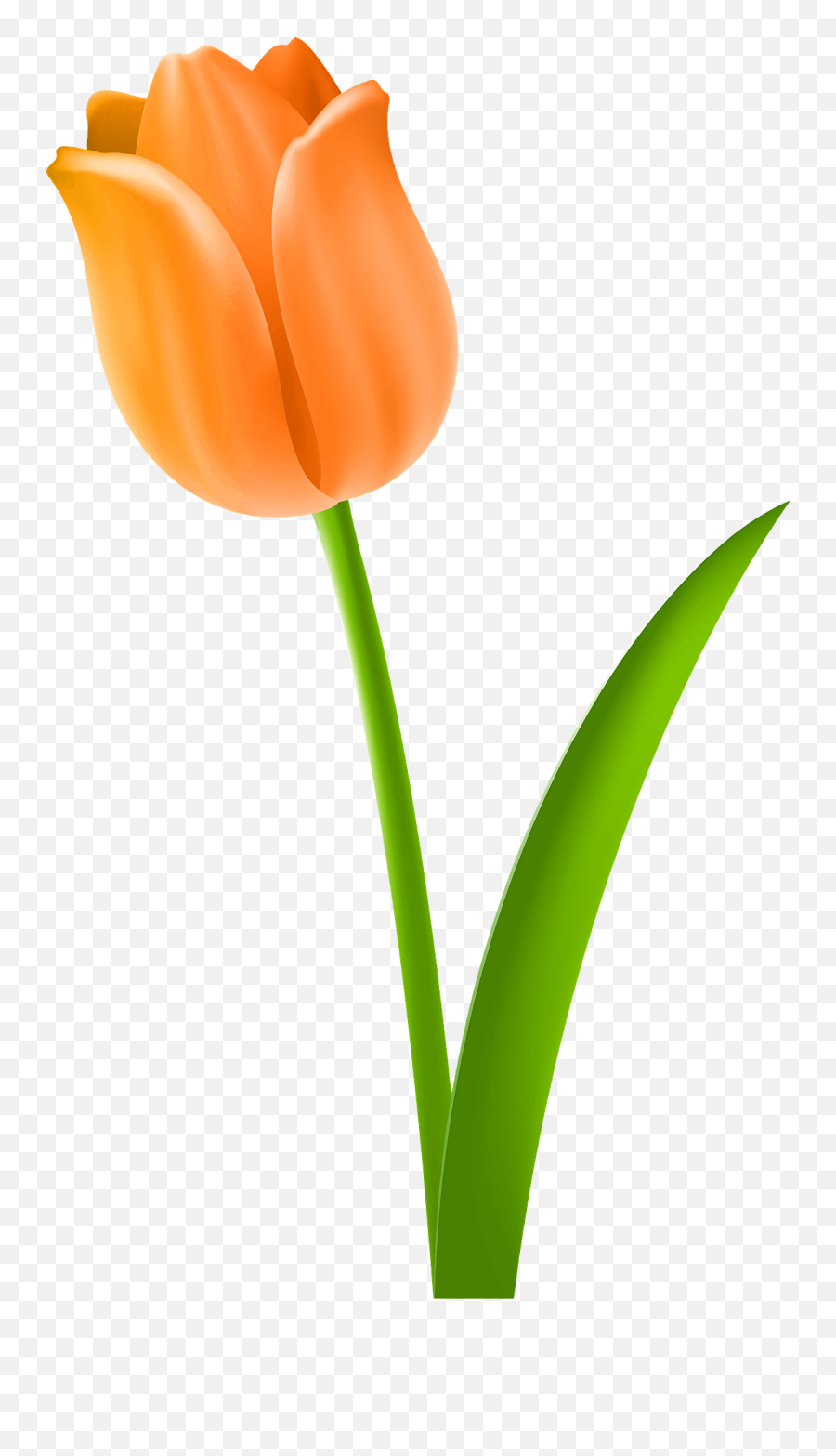Tulip Cut Flowers Plant Stem Drawing - Clipart Tulip Full Orange Tulip Clipart Emoji,Stem Clipart
