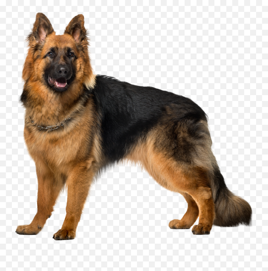 Dog Animal Transparent Png - German Shepherd Png Emoji,Dog Png