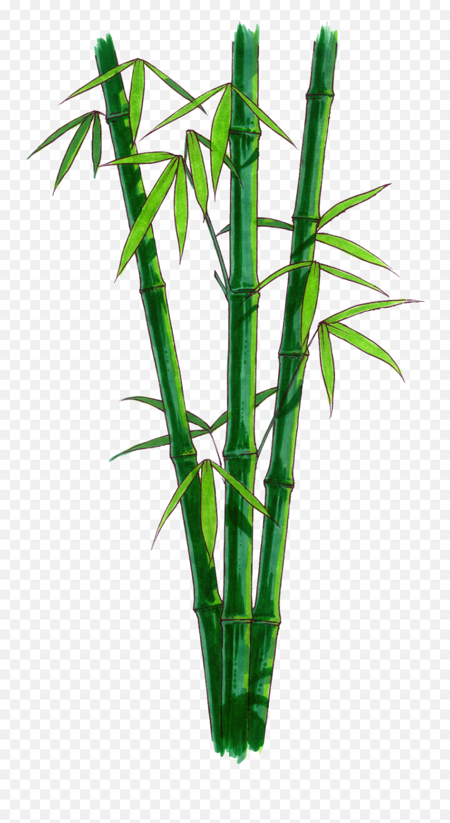 Bamboo Stem Png Png Image With No - Bamboo Transparent Png Emoji,Bamboo Png