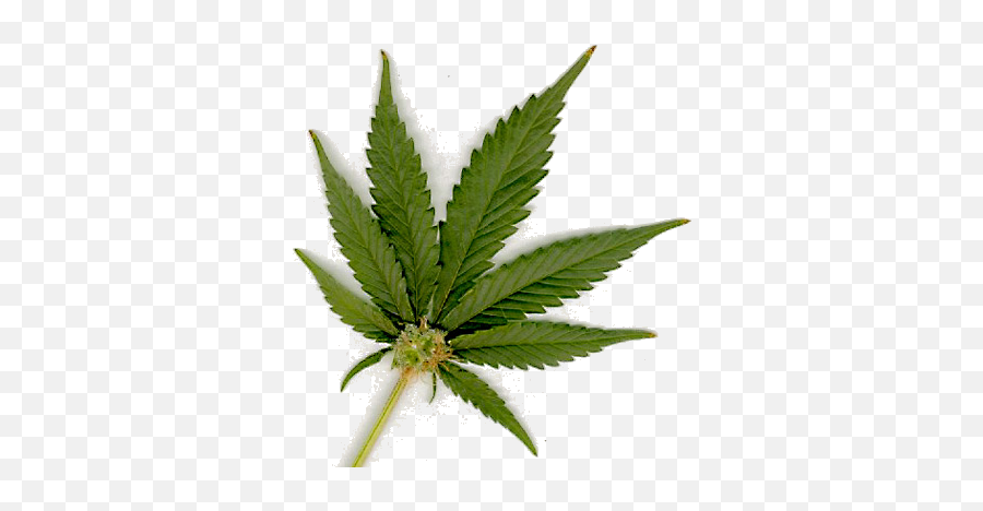 Download Cannabis Sativa - Marijuana Classification Emoji,Marijuana Leaf Png