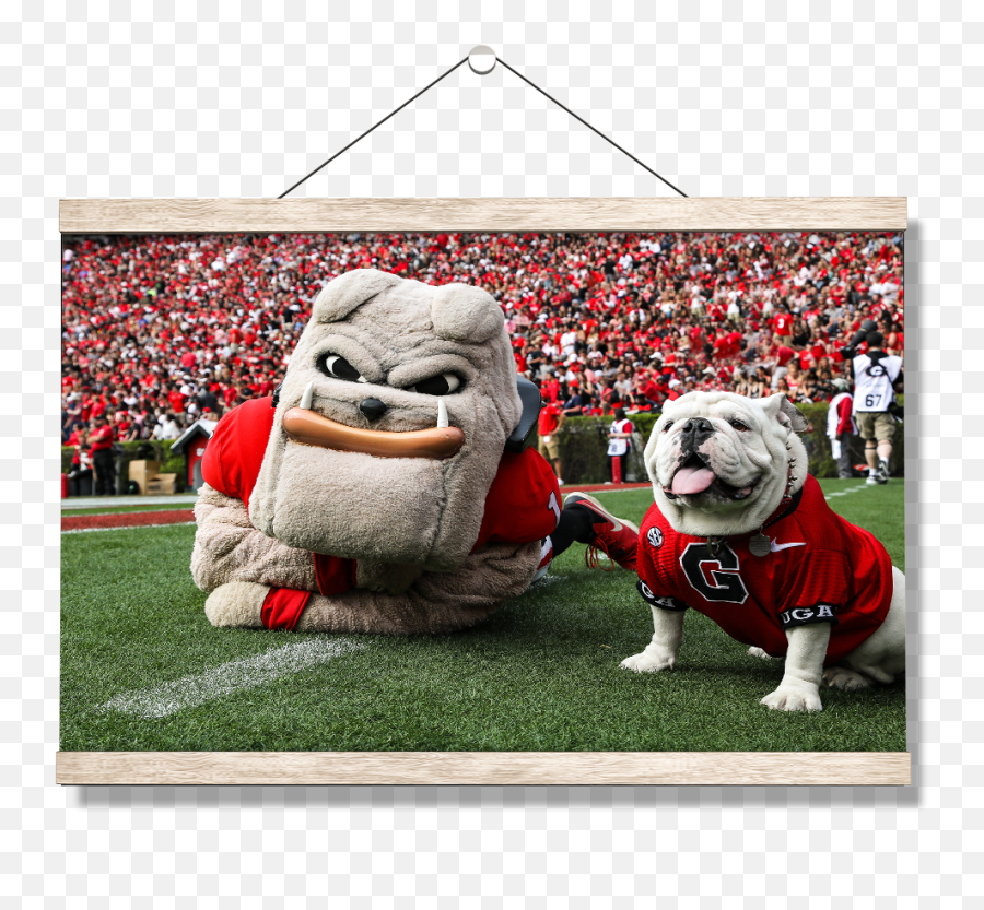 Georgia Bulldogs - Hairy And Uga Game Ready Dog Clothes Emoji,Georgia Bulldog Logo