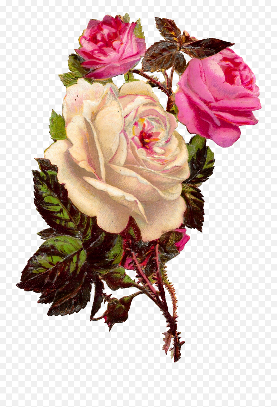 Rose Flower Botanical Art Clipart Shabby Chic Image - Vintage Roses Shabby Chic Emoji,Free Rose Clipart