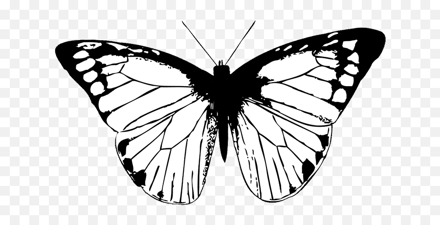 Butterfly Black And White - Black And White Transparent Png Butterfly Drawing Emoji,Butterfly Transparent