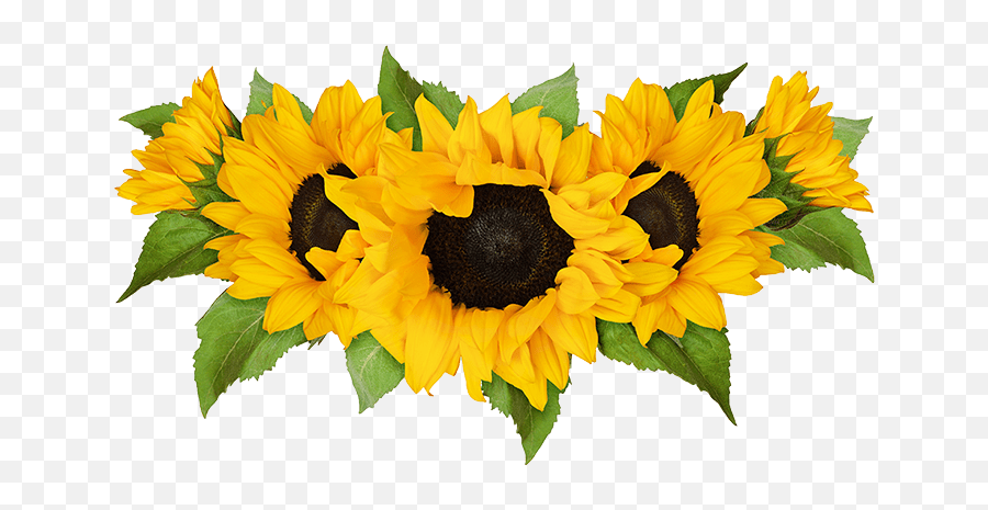 Pick - Transparent Row Of Sunflowers Emoji,Sunflower Transparent