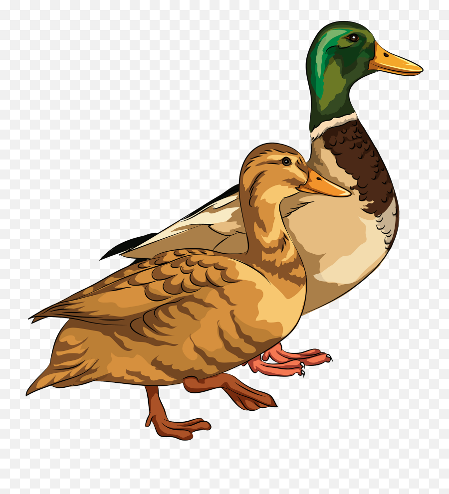 Male And Female Mallard Ducks Clipart - Ducks Clipart Emoji,Duck Clipart